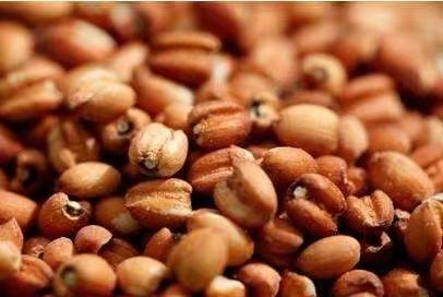 “懷府薏康堂”為什么不做薏米粉？