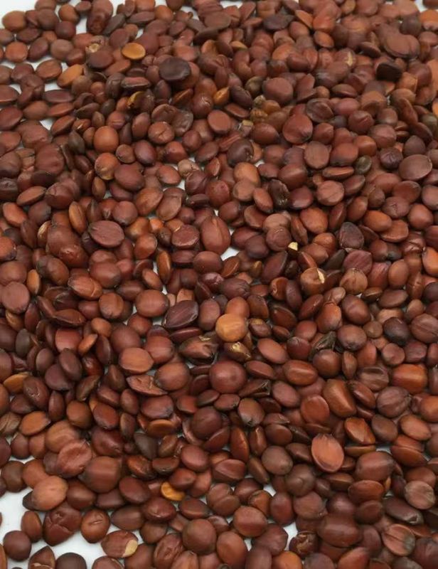 藥食兩用之品-酸棗仁